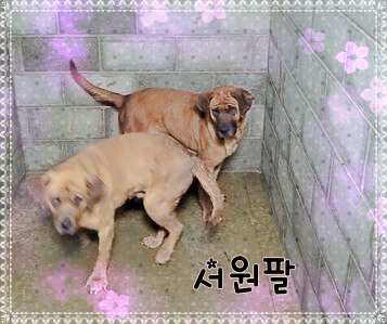 군산유기동물보호센터_445467202301381
